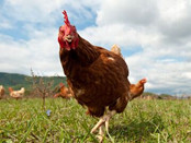 畜禽产品入市监管收紧 违法生产严禁“以罚代刑”