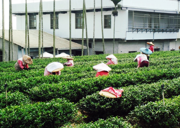 18年的禁令下 茶叶里农药为何“阴魂不散”？