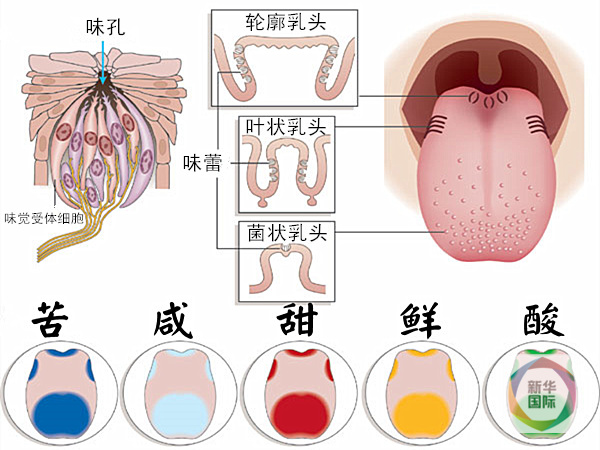 科学家此前发现的五种味觉