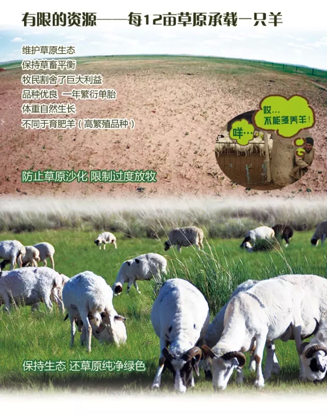 每12亩草原承载一直锡林郭勒羊