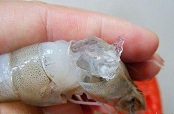 又现“注胶虾”，食品安全别等出了问题再重视
