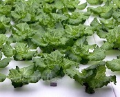 《“十三五”食品科技创新专项规划》解读